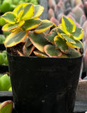 Potted Crassula sarmentosa plant with green and yellow leaves in a black pot.