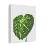 Philodendron Gloriosum Canvas Print – Botanical Wall Art