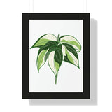 Philodendron Cream Splash Framed Print – Botanical Wall Art