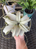 Hand holding a Xerographica air plants on a textured surface