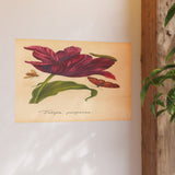 Tulipa Purpurea with Insects Colorized Reproduction from Erucarum Ortus (1717)