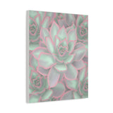 Echeveria Violet Queen Succulent Pattern Canvas Print – Botanical Wall Art