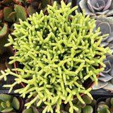 Close-up of a Rhipsalis cereuscula with a blurred background of other plants.