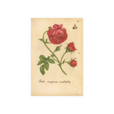 Rosa Maxima Multiplex. Colorized Historic Rose Engraving