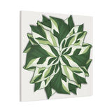 Calathea White Fusion Canvas Print – Botanical Wall Art