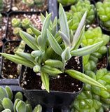 Senecio radicans with green leaves in a greenhouse setting
