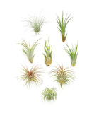 Set of Assorted Mini Air Plant Collection on a white background