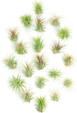 Collection of air plants on a white background