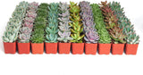Collection of small succulent plants in red pots on a white background