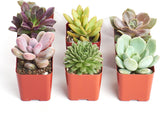Unique Mini Succulent Collection plants in red pots on a white background