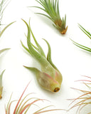 Air plants on a white background