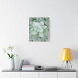 Pachyveria Haagei Succulent Pattern Canvas Print – Botanical Wall Art