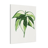 Philodendron Cream Splash Canvas Print – Botanical Wall Art