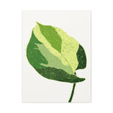Manjula Pothos Illustrated Canvas Print – Botanical Wall Art