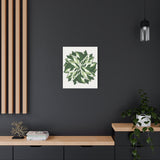 Calathea White Fusion Canvas Print – Botanical Wall Art