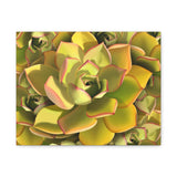 Noble Aeonium Succulent Pattern Canvas Print – Botanical Wall Art