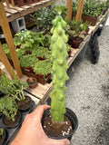 Boobie Cactus