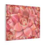 Graptosedum California Sunset Succulent Pattern Canvas Print – Botanical Wall Art