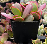 Potted Crassula platyphylla Pink Jade with pink and green leaves in a black pot.