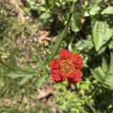 Geum 'Mrs. J. Bradshaw' (Feuerball) Live Plants – Semi-Double Red Blooms, Perennial, Zones 4–10
