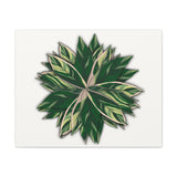 Stromanthe Triostar Canvas Print – Botanical Wall Art