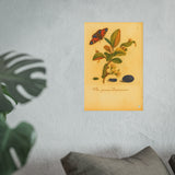 Flos prunus Damascena (Flowering Damson Plum) with Butterfly, Colorized Reproduction from Erucarum Ortus (1717), GoGardenNow Exclusive