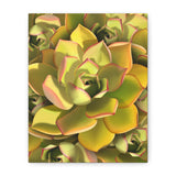 Noble Aeonium Succulent Pattern Canvas Print – Botanical Wall Art