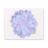Graptopetalum Murasaki Succulent Canvas Print – Botanical Wall Art