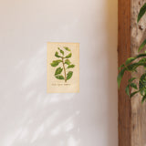 Salix caprea latifolia, Colorized Broad-Leaved Willow Engraving