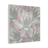 Echeveria Violet Queen Succulent Pattern Canvas Print – Botanical Wall Art