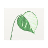 Monstera Albo Canvas Print – Botanical Wall Art