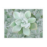 Pachyveria Haagei Succulent Pattern Canvas Print – Botanical Wall Art