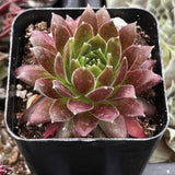 Sempervivum 'Gold Dust' plant with red and green leaves in a black pot