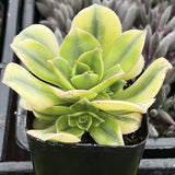 Aeonium floribundum aka Aeonium 'Floresens' plant in a pot with a blurred background