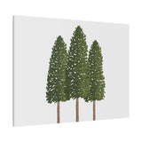 Ponderosa Pine Canvas Print – Wall Art