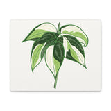 Philodendron Cream Splash Canvas Print – Botanical Wall Art