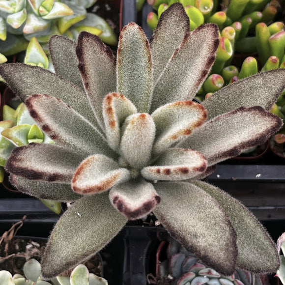 Close-up of a Kalanchoe tomentosa with fuzzy texture and brown edges.