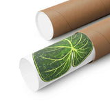 Philodendron Gloriosum Botanical Print – Unframed Wall Art