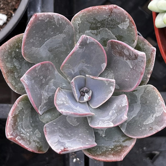 Close-up of Echeveria 'Moon Dust Rose' with pinkish边缘