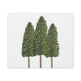 Ponderosa Pine Canvas Print – Wall Art