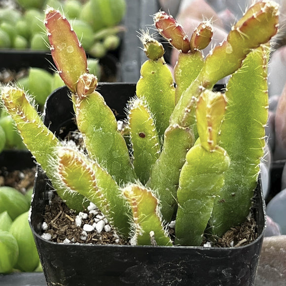 Potted Rhipsalis cereoides plant with green leaves and small red buds in a blurred indoor setting.