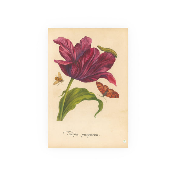 Tulipa Purpurea with Insects Colorized Reproduction from Erucarum Ortus (1717)