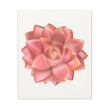 Graptosedum California Sunset Succulent Canvas Print – Botanical Wall Art