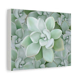 Pachyveria Haagei Succulent Pattern Canvas Print – Botanical Wall Art