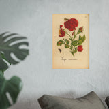 Rosa Incarnata with Butterfly and Caterpillar,  Colorized Reproduction of Engraving from Erucarum ortus