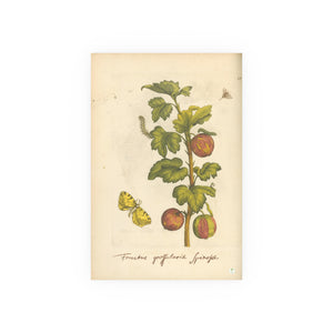 Fructus grossulariae spinosae, Colorized Gooseberry Botanical Engraving