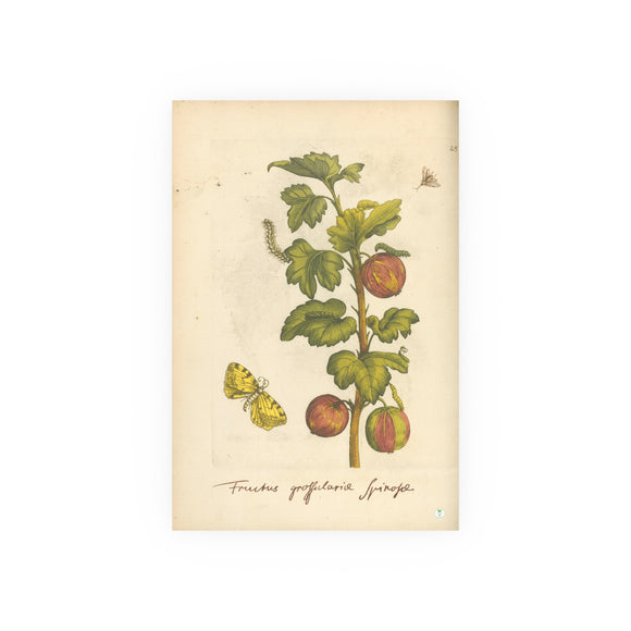 Fructus grossulariae spinosae, Colorized Gooseberry Botanical Engraving
