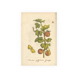 Fructus grossulariae spinosae, Colorized Gooseberry Botanical Engraving