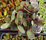 Crassula 'Pondo Cliff' in a pot.