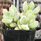 Potted Cotyledon pendens plant with green leaves in a black pot